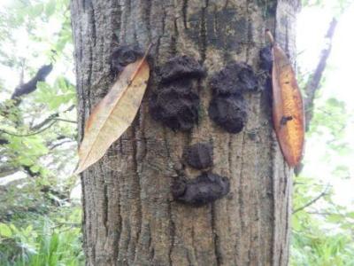 Tree-Faces