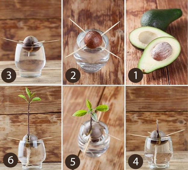 Как-вырастить-авокадо